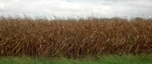 Was there Corn in the Holy Land?